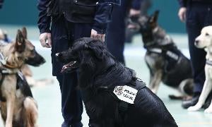 Perros policía de toda España se reúnen en Salamanca