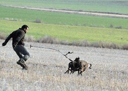 Castilla y León decide los cuatro galgos que la representarán en el Nacional