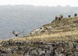 Buitres leonados en el entorno del Parque Natural de las Hoces del Riaza. / Antonio Tanarro