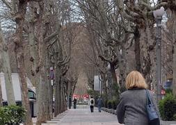 Una mujer pasea entre dos hileras de los reconocibles plátanos de sombra del Paseo de Zorrilla. / R. GÓMEZ