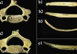Restos óseos humanos hallados. / Dicyt