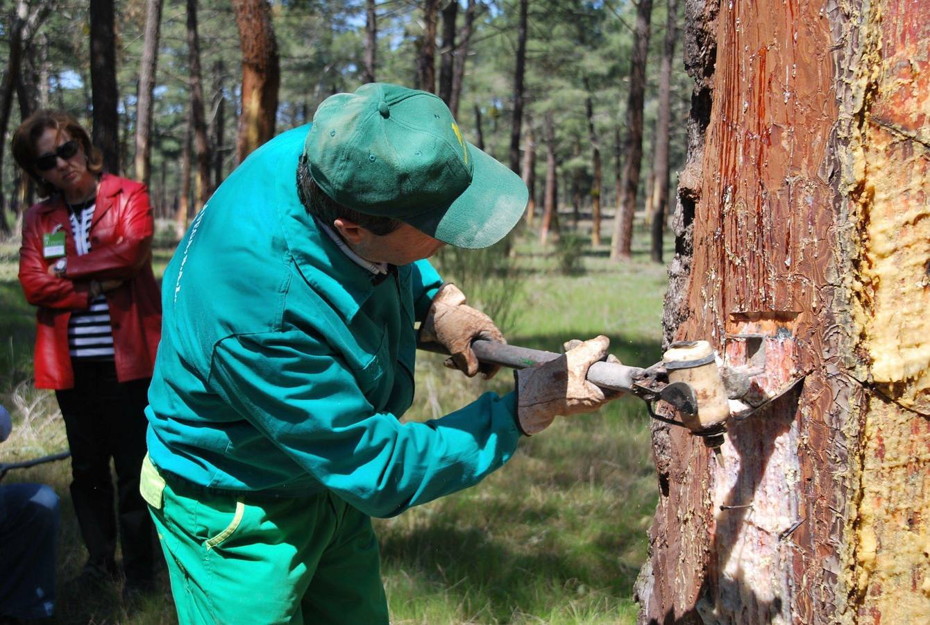 Un operario extrae la resina del tronco en un pinar de Coca.