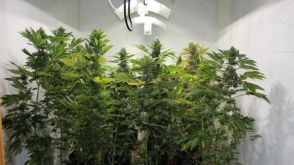 Plantación de cannabis localizada por la Guardia Civil en una vivienda de Fuenterrebollo.