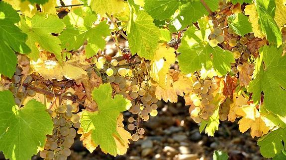 La Ruta del Vino de Rueda, la mejor del año