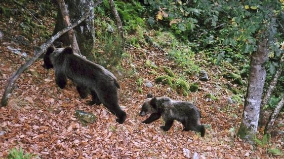 Oso pardo ibérico con su osezno en la Cordillera Cantábrica. /