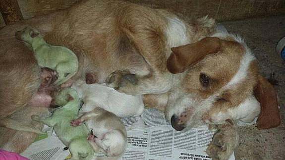 La perra con sus cachorros, dos de ellos verdes. 