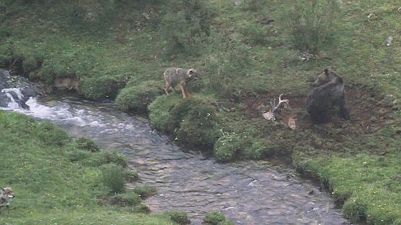 Un oso y tres lobos se disputan un ciervo muerto en el Parque Natural de Somiedo