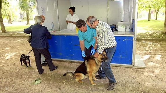 Propietarios de perros acuden a la caseta de vacunación instalada en las Huertas del Obispo. 