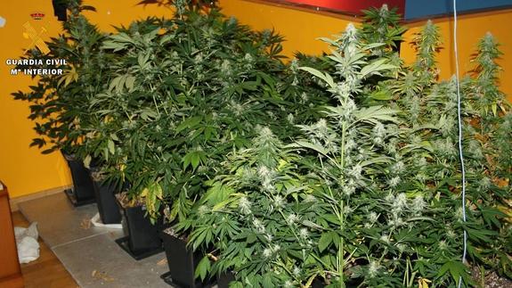 Desmantelan dos laboratorios y un secadero de marihuana en Zaratán, Aldeamayor y Valladolid