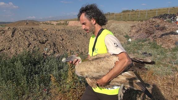 Un miembro del Colectivo Azálvaro, con el ave rescatada. 