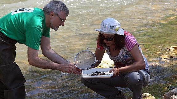 Trabajadores de WWF toman muestras de las más de cuarenta especies que habitan en el río Riaza en Montejo de la Vega de la Serrezuela. 