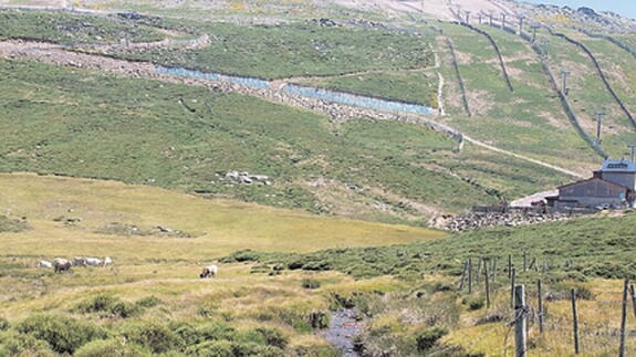 Las vacas ya han invadido los terrenos de la estación de esquí La Covatilla este verano. 