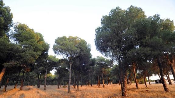 Pinares de Valladolid. 