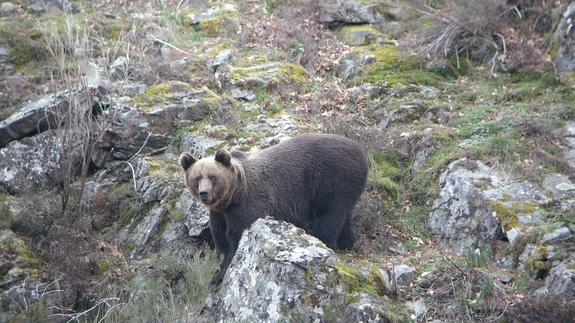 Ejemplar de oso pardo 