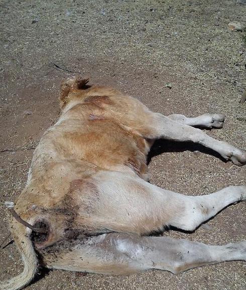 Un vacuno muere en Santa Cruz de Pinares por un nuevo ataque de lobos