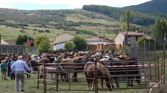 Caballos participantes en la Feria de La Pernía celebrada el año pasado. EL NORTE