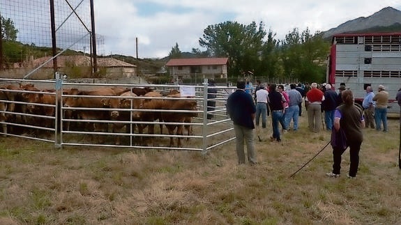 Los ganaderos controlan las vacas llevadas a la feria, este miércoles en San Salvador de Cantamuda.