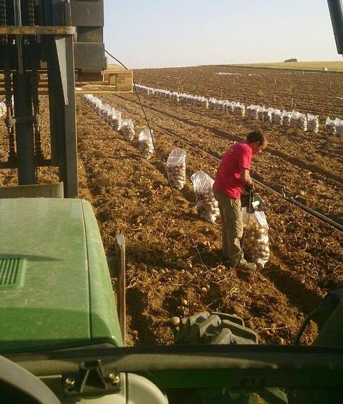 Un agricultor extrae patata en Cantalpino, Salamanca 