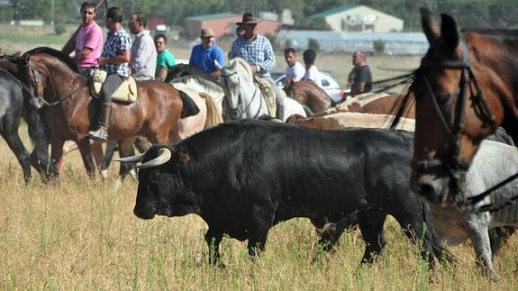 Tres toros se escapan de la manada en el tercer encierro de Medina