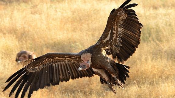 Un buitre leonado alza el vuelo en el entorno del Refugio de Montejo.