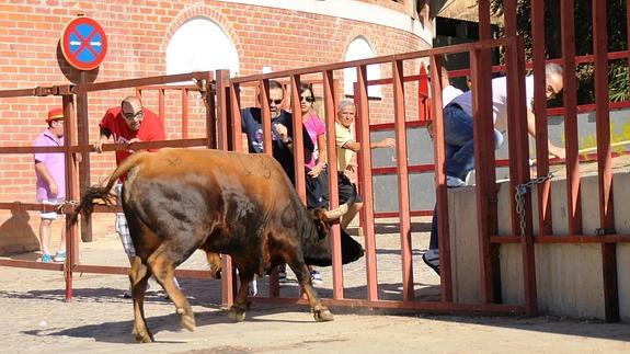 El novillo arremete contra una de las talanqueras del encierro. 