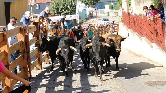 Diez novillos protagonizan el último encierro de las fiestas de Simancas