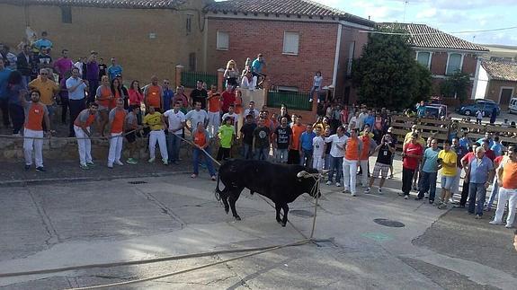 Vecinos de Benavente enmaroman a un toro en un festejo de Palazuelo
