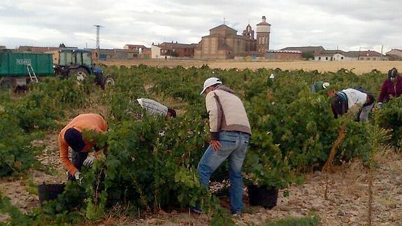 Varios hombres trabajan, este fin de semana, en la cosecha de los viñedos de Aldeanueva. 