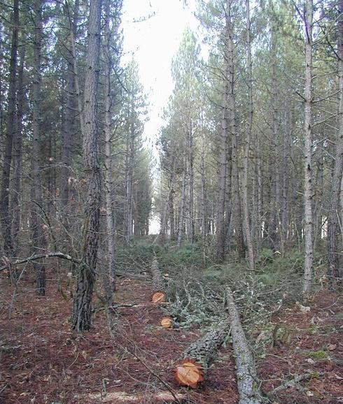 6.000 propietarios forestales podrán hacer negocios ‘on line’ con la madera