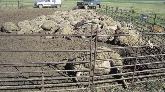 Los cadáveres de las ovejas, amontonados junto a la cerca de un prado de Duruelo, tras el ataque de los lobos.