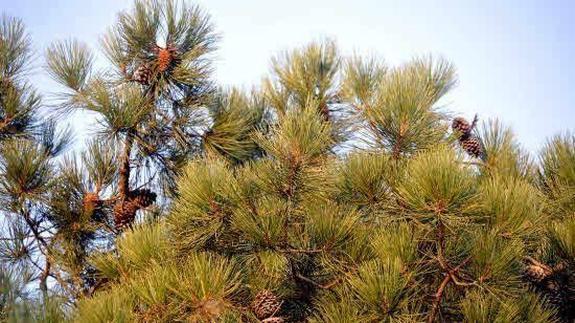 Copas de pinos piñoneros.