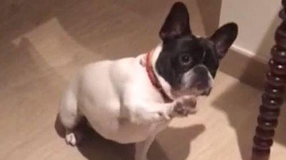 El perro que hizo reir a Pablo Iglesias