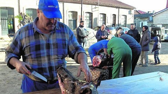 Un hombre ‘escarna’ la cabeza mientras otro grupo de hombres continúa con el despiece del cerdo.