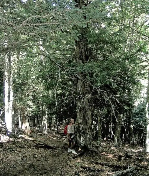 Tejeda de Tosande (Palencia).