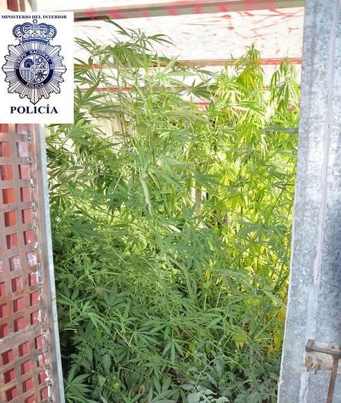 El descomunal aumento del consumo de cannabis en Valladolid hace saltar las alarmas