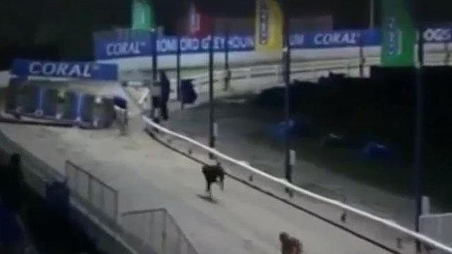 El espíritu deportivo de los animales