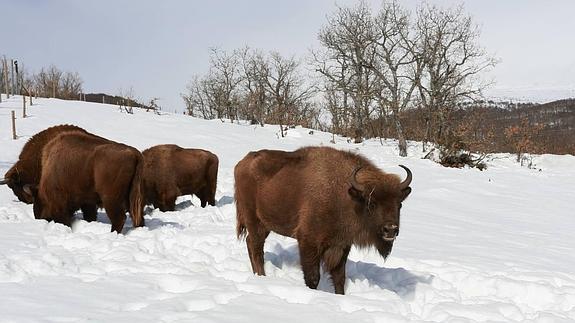Bisontes en San Cebrián de Mudá.
