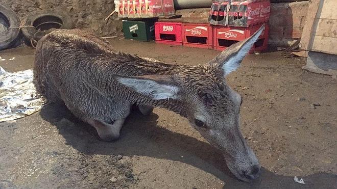 Finalmente, Portilla logró que la venada no muriera y se recupera en un garaje. 