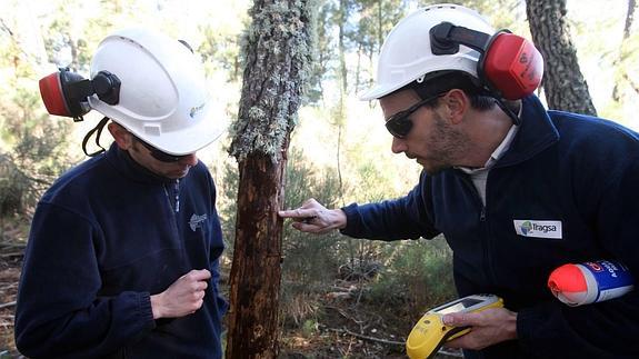 Dos técnicos medioambientes observan un pino sospechoso de contener nematodo.