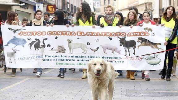 Los defensores de animales piden llevar a los colegios materias de concienciación