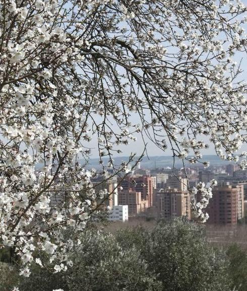 Almendro en flor en el oeste de Valladolid. 