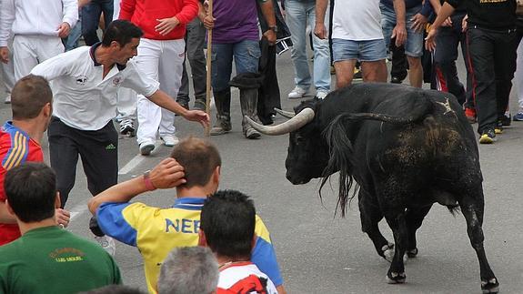 Un toro rezagado durante un encierro.