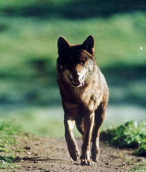 Ejemplar de lobo ibérico. 