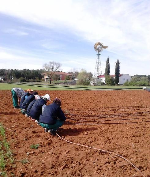 Huertos de Soria inicia su campaña de producción en Fuentepinilla