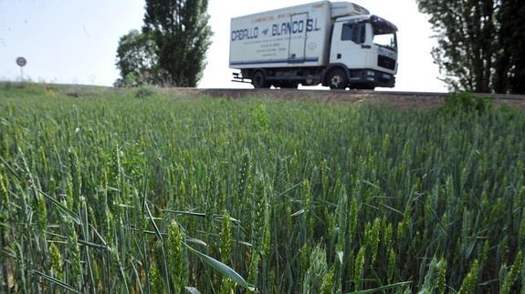 Un campo de cereal, cultivo muy afectado por el calor. 