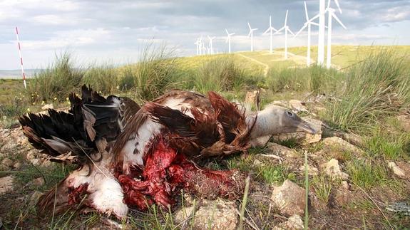 Ejemplar de buitre leonado destrozado por las palas del molino de viento. 