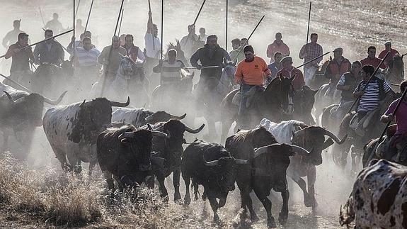 Encierro en Cuéllar durante el recorrido por el campo.