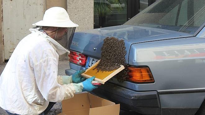 Un enjambre de abejas coloniza un vehículo aparcado en una calle de León