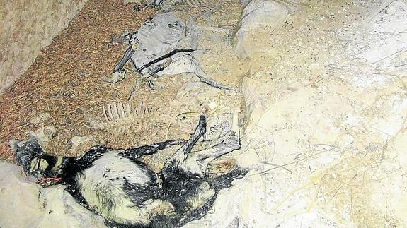 Restos de los animales hallados en la bodega. 