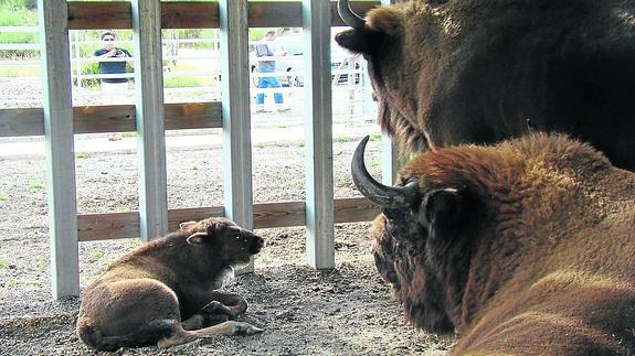 Una cría de bisonte con sus padres en San Cebrián de Mudá.